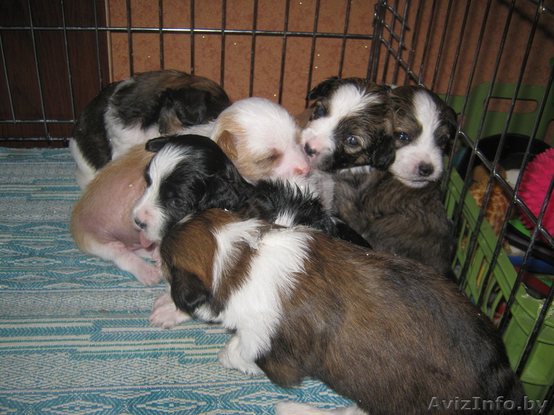 китайская хохлатая собака очаровательные щенки голые и пуховые - Изображение #1, Объявление #70528