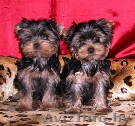 2 йоркширских щенков для продажи,,,, - Изображение #1, Объявление #65784