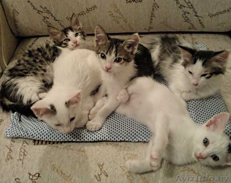 Милые котята ищут маму и папу - Изображение #1, Объявление #765756