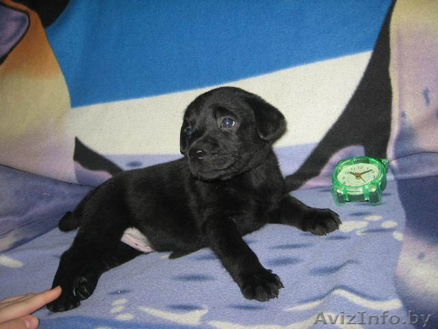 Лабрадора щенки классического окраса - Изображение #1, Объявление #1010933