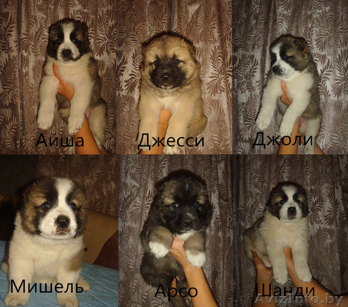 Щенки кавказской овчарки .с отличной психикой - Изображение #1, Объявление #1095864