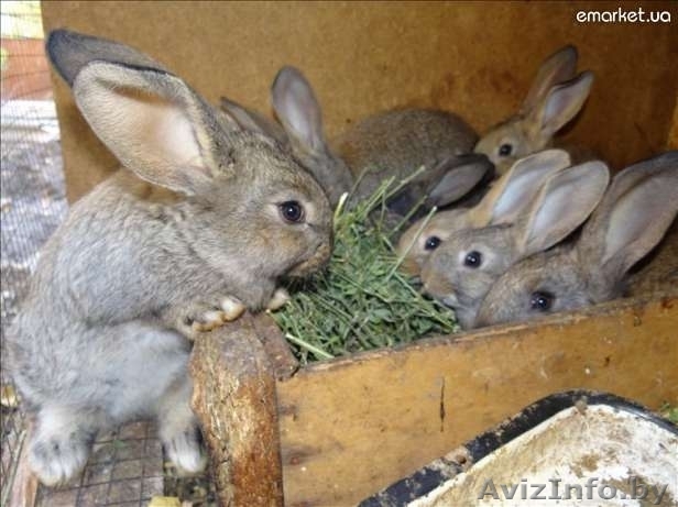 Продам мясо кролика - Изображение #1, Объявление #1138490