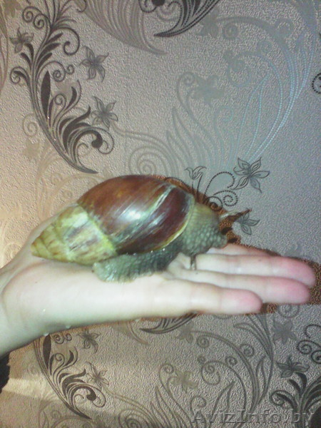 Отдам улиток в добрые руки - Изображение #1, Объявление #1162477