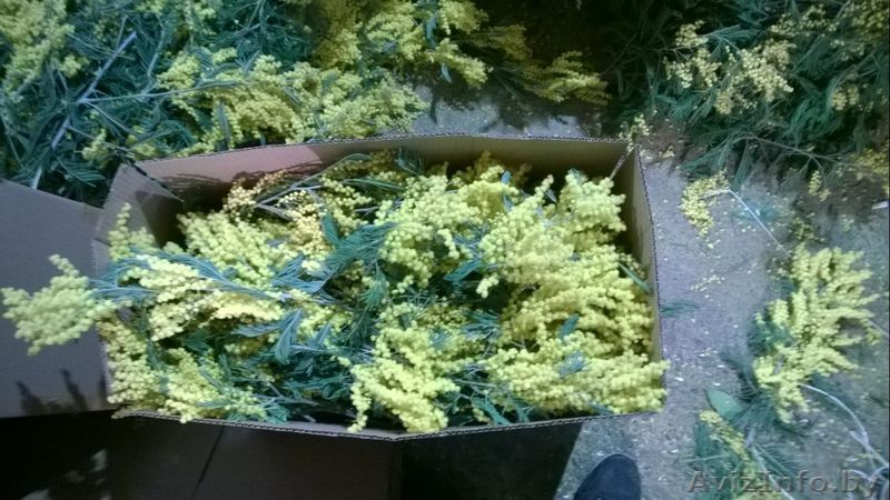 МИМОЗА - ЦВЕТЫ К ПРАЗДНИКУ - Изображение #1, Объявление #1228569