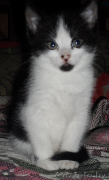 Отдам котёнка в хорошие и добрые руки - Изображение #1, Объявление #1276259