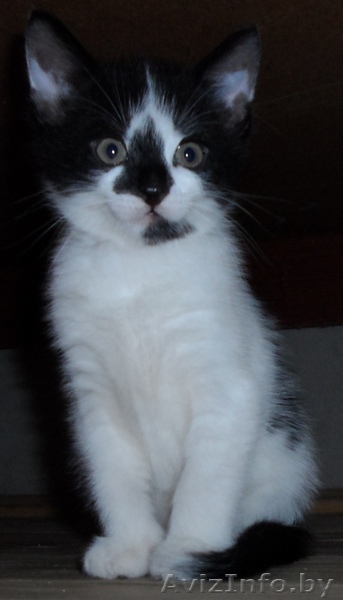 Отдам котёнка в хорошие и добре руки - Изображение #1, Объявление #1276260