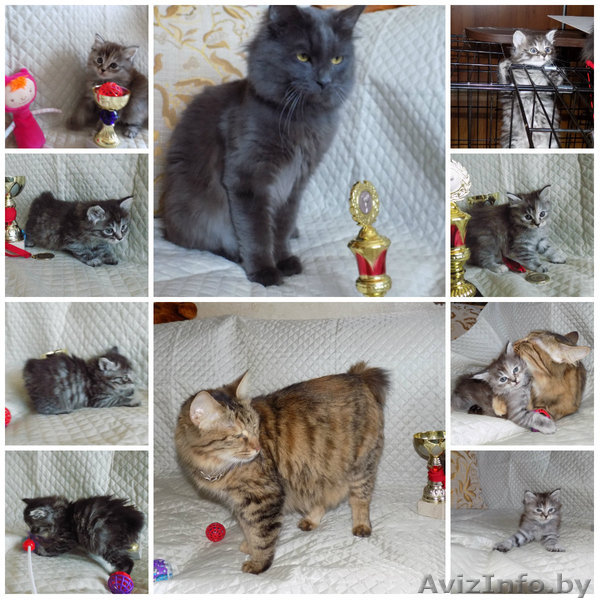 котята-рысята курильские бобтейлы - Изображение #1, Объявление #1289686