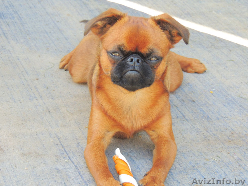 Пропал щенок брабансона - Изображение #1, Объявление #1318653