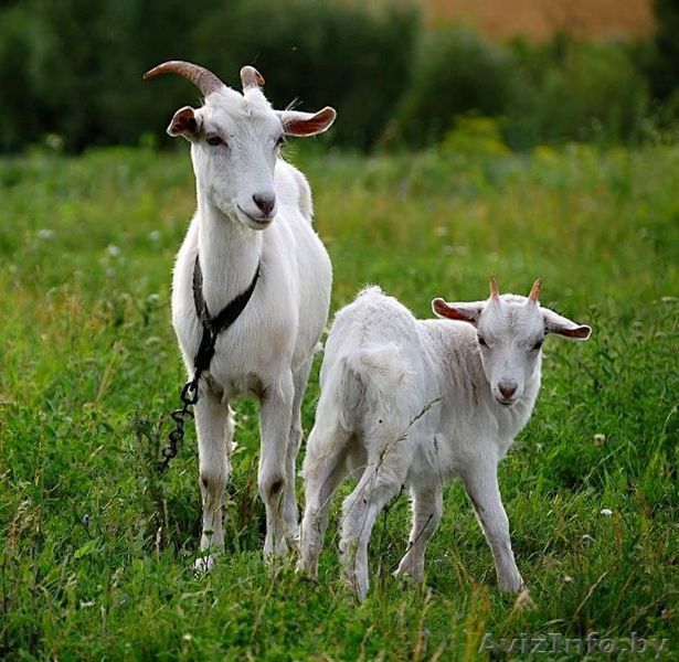 Козы c молодыми козлятами - Изображение #1, Объявление #1391737