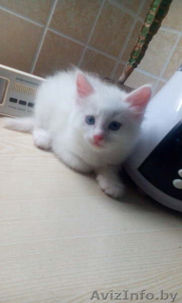 Котёнок, добрый и ласковый!  - Изображение #1, Объявление #1439536