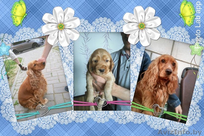 Щенок очаровашка - Изображение #1, Объявление #1449921