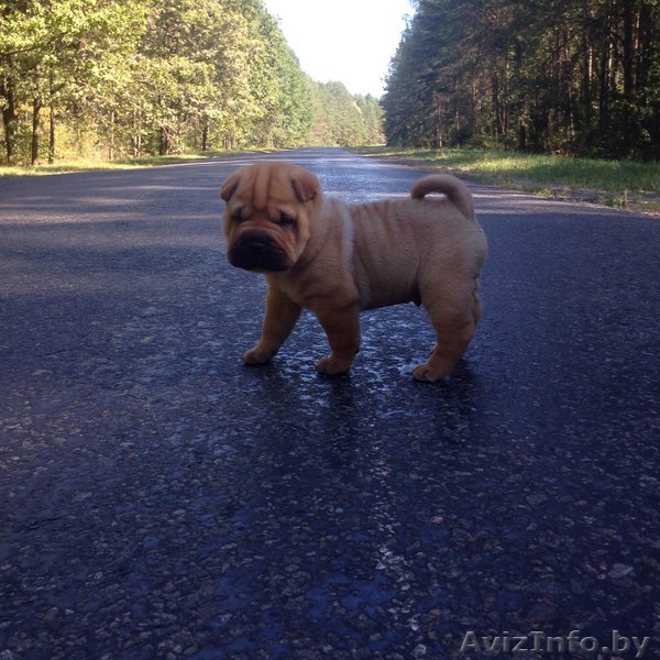 милый щенок шарпея  - Изображение #1, Объявление #1486391