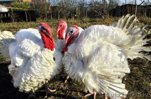 Суточные и подрощенные индюшата Биг-6. - Изображение #1, Объявление #1493129
