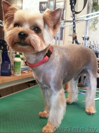 СТРИЖКА СОБАК ЖЛОБИН - Изображение #1, Объявление #1509041