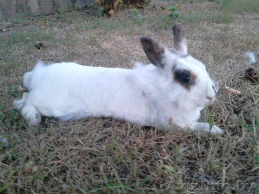 Одам бесплатно в хорошие руки декоративную крольчиху - Изображение #1, Объявление #1548867