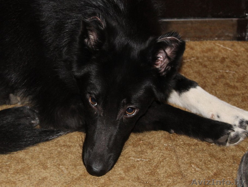 Щенок в добрые и ответственные руки - Изображение #1, Объявление #1600353