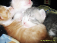 Ы обьявление тыц тыц тыц тыц тыц тыц - Изображение #5, Объявление #81968