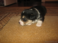 Отдам щенков в добрые руки - Изображение #1, Объявление #479108