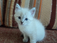 Отдам котят (пушистых)  хорошим хозяевам  - Изображение #1, Объявление #676335