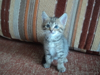 Отдам котят (пушистых)  хорошим хозяевам  - Изображение #3, Объявление #676335