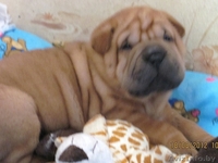 Щенки породы шарпей - Изображение #2, Объявление #745203