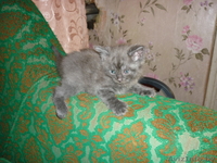 отдам, подарю... - Изображение #3, Объявление #885587