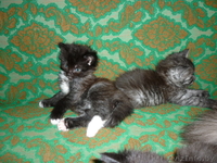 отдам, подарю... - Изображение #2, Объявление #885587