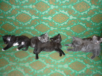 отдам, подарю... - Изображение #1, Объявление #885587