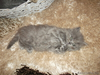 плюшевые медвежата шотландская вислоухая - Изображение #3, Объявление #1036182