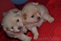 Очаровательные щенки померанского шпица - Изображение #1, Объявление #1124733