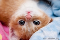 Подарю рыжую красотку - Изображение #2, Объявление #1155993