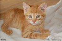 Подарю рыжую красотку - Изображение #1, Объявление #1155993