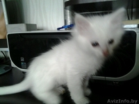 Котенок ищет "маму") - Изображение #3, Объявление #1162260