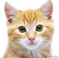 Подарю рыжую красотку - Изображение #3, Объявление #1155993