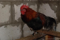 Петухи Андалузский голубой и Маран - Изображение #4, Объявление #1219807