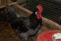 Петухи Андалузский голубой и Маран - Изображение #2, Объявление #1219807