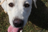 Вязка лабрадора - Изображение #2, Объявление #1271852