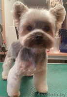 СТРИЖКА СОБАК-ЖЛОБИН.+375447538491 - Изображение #4, Объявление #676306