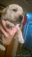 Лабрадор щенки продам - Изображение #1, Объявление #1347516