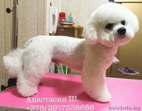 Стрижка собак и кошек (груминг)  - Изображение #5, Объявление #1400335