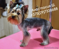 Стрижка собак и кошек (груминг)  - Изображение #1, Объявление #1400335