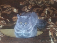 Милые, плюшевые Шотландские котята - Изображение #2, Объявление #1429926