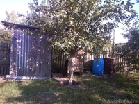 ПРОДАМ СРОЧНО ДАЧУ - Изображение #2, Объявление #1477826