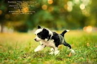 китайские хохлатые щенки - Изображение #1, Объявление #1498473