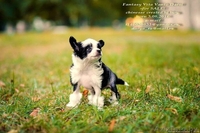 китайские хохлатые щенки - Изображение #2, Объявление #1498473