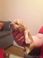 щенки английского кокер спаниеля жлобин - Изображение #1, Объявление #1553577