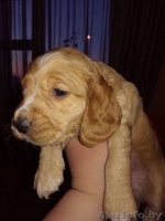 щенки английского кокер спаниеля жлобин - Изображение #2, Объявление #1553577