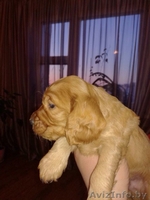 щенки английского кокер спаниеля жлобин - Изображение #3, Объявление #1553577