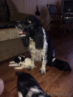 Щенки Кокер-спаниель - Изображение #1, Объявление #1556916