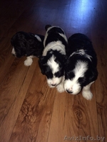 Щенки Кокер спаниель - Изображение #3, Объявление #1556917